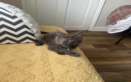 Maine Coon cats for sale: TICA registered Maine Coons, Ready end of August❤️ - Image 28
