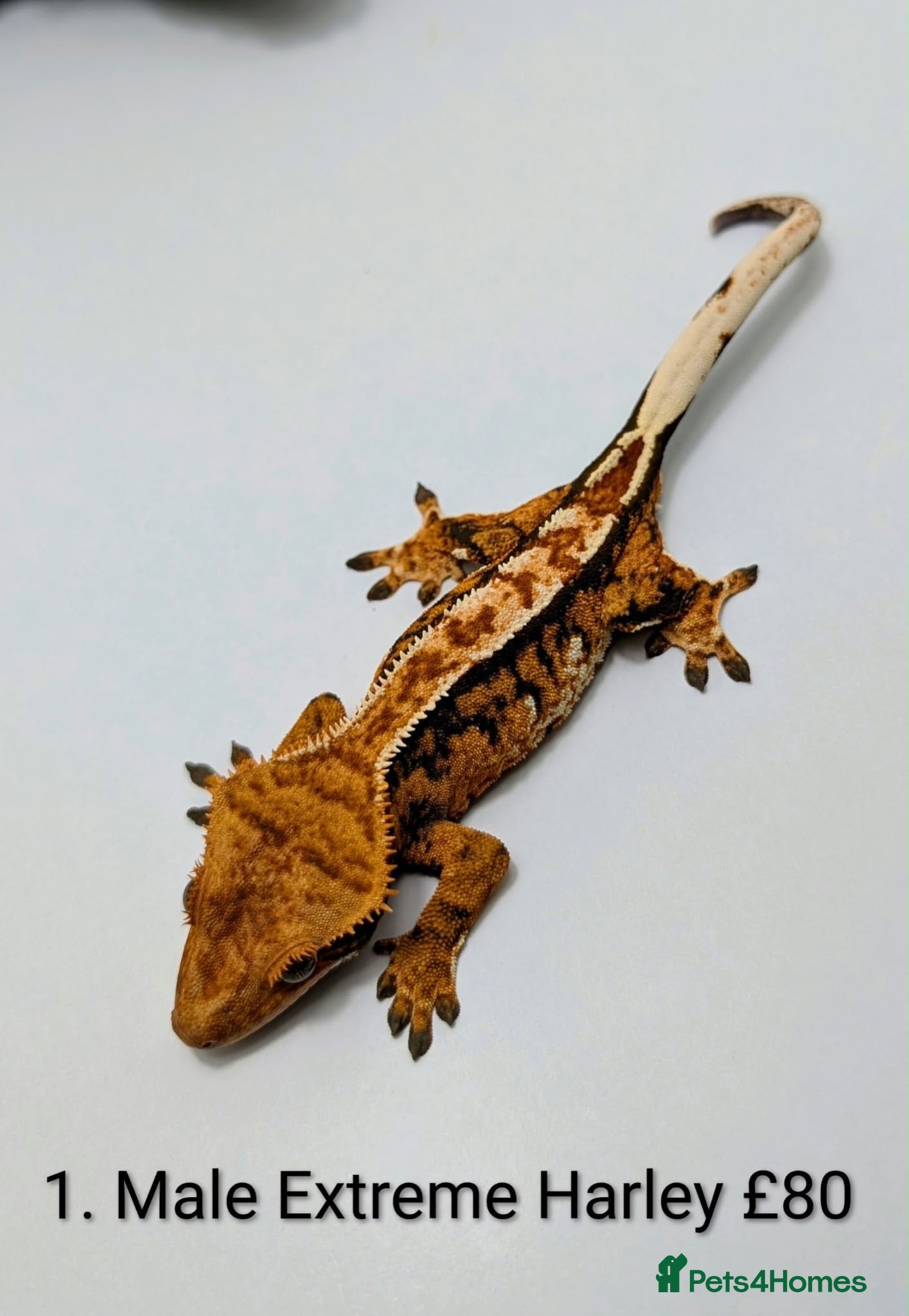 Gecko reptiles Stunning Crested Geckos - Advert 1