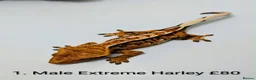 Gecko reptiles for sale: Stunning Crested Geckos - Advert 1