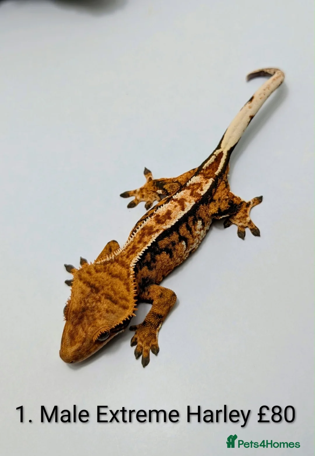 Gecko reptiles for sale: Stunning Crested Geckos - Advert 1