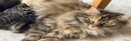 Mixed Breed cats for sale: Adorable Kittens for Sale! in Isleworth - Advert 6