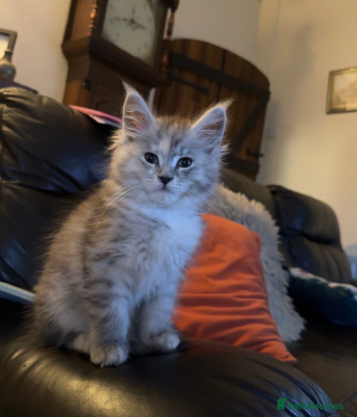 Maine Coon cats Beautiful Maine Coons - Advert 1