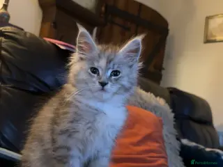 Maine Coon cats Beautiful Maine Coons - Advert 1