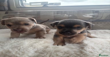 Jack Russell dogs - Advert 2
