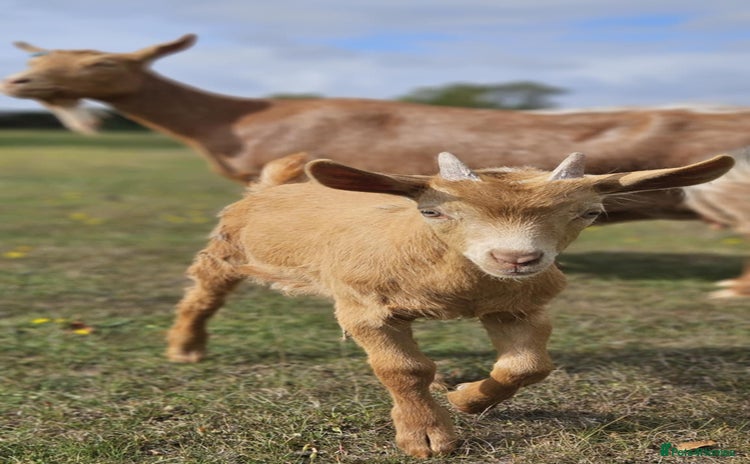 Goats livestock - Advert 1