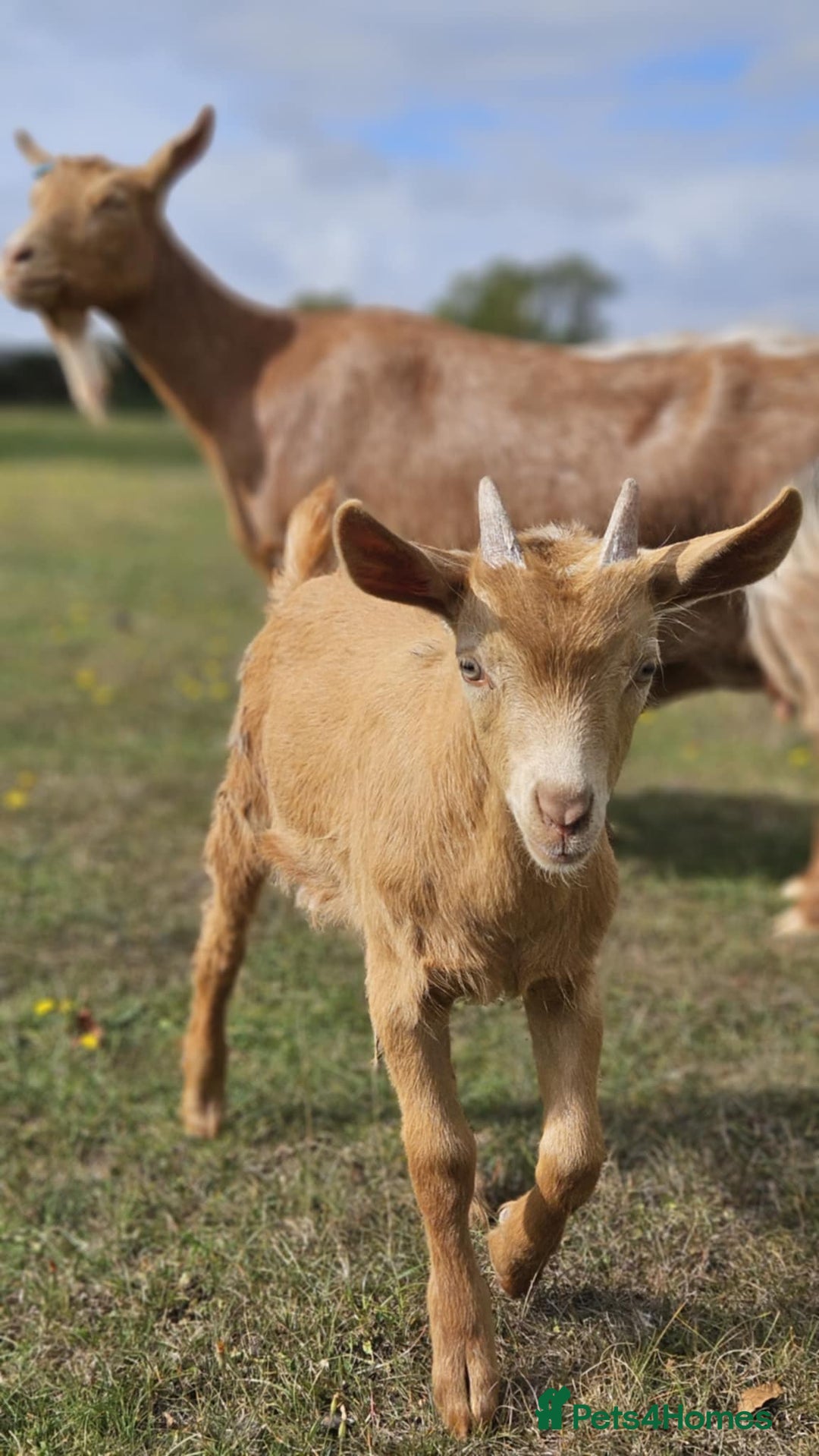 Goats livestock for sale: Royal Golden Guernsey Billy kid - Image 1