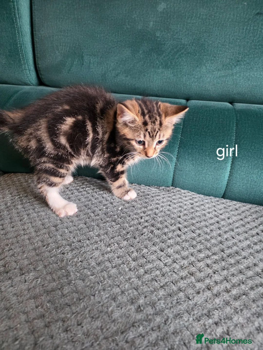 Mixed Breed cats for sale: Kittens in Southend-on-Sea - Advert 2