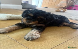 Cavapoo dogs for sale: REDUCED! 1 gorgeous little boy left and ready! in Grays - Image 19