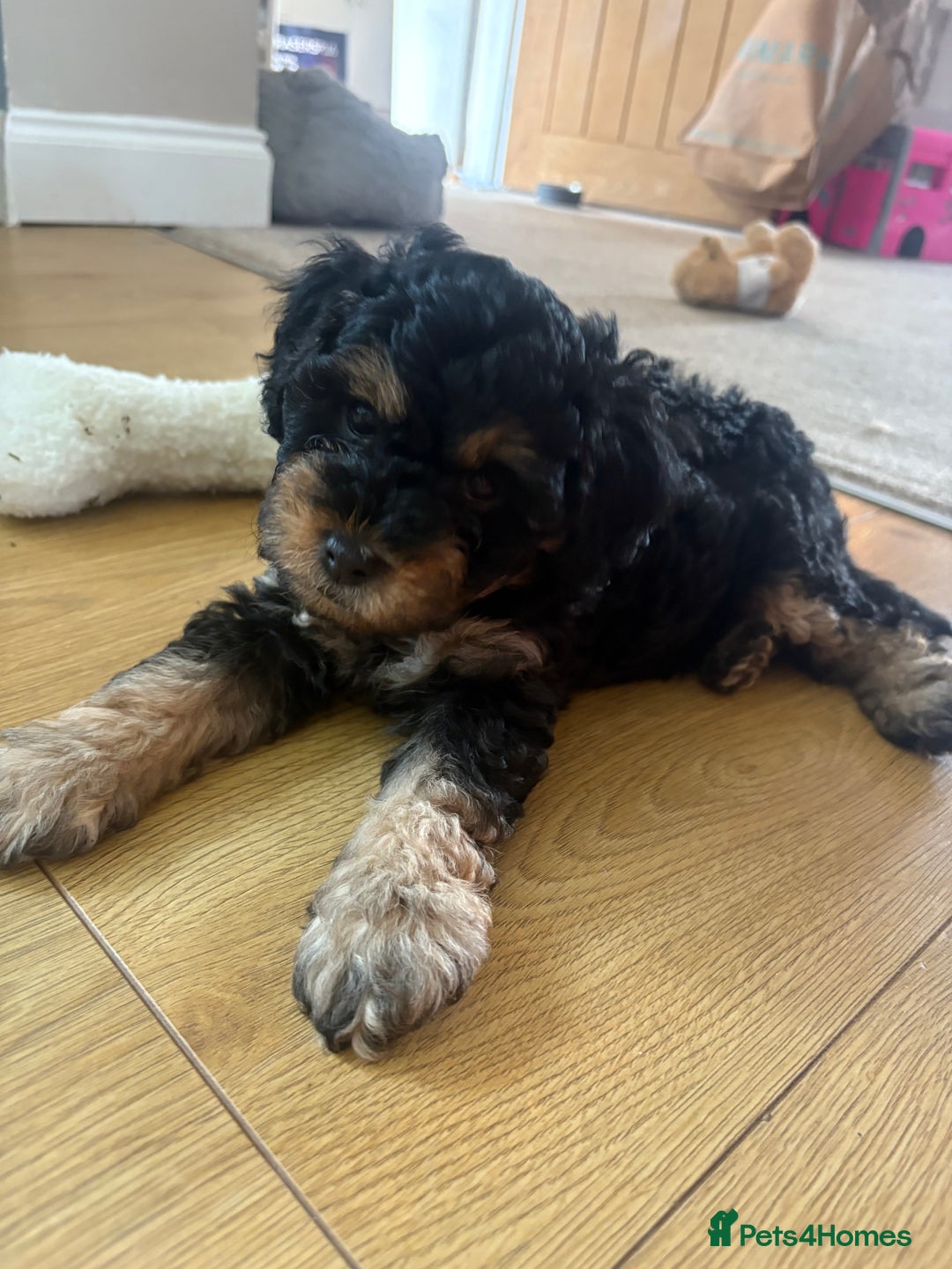 Cavapoo dogs for sale: REDUCED! 1 gorgeous little boy left and ready! in Grays - Image 19