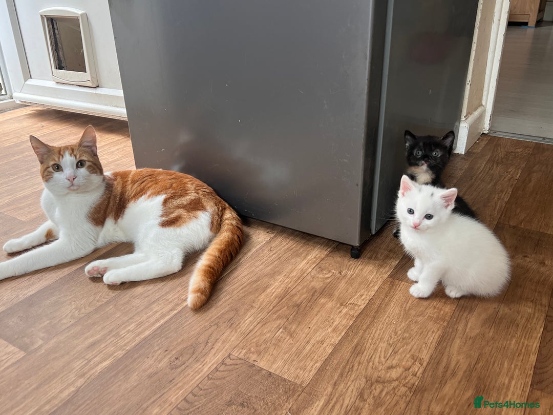 British Longhair cats for sale: 2 adorable kittens looking for their forever home - Image 7