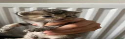 Mixed Breed cats for sale: Kitten for sale ready to go  - Advert 18