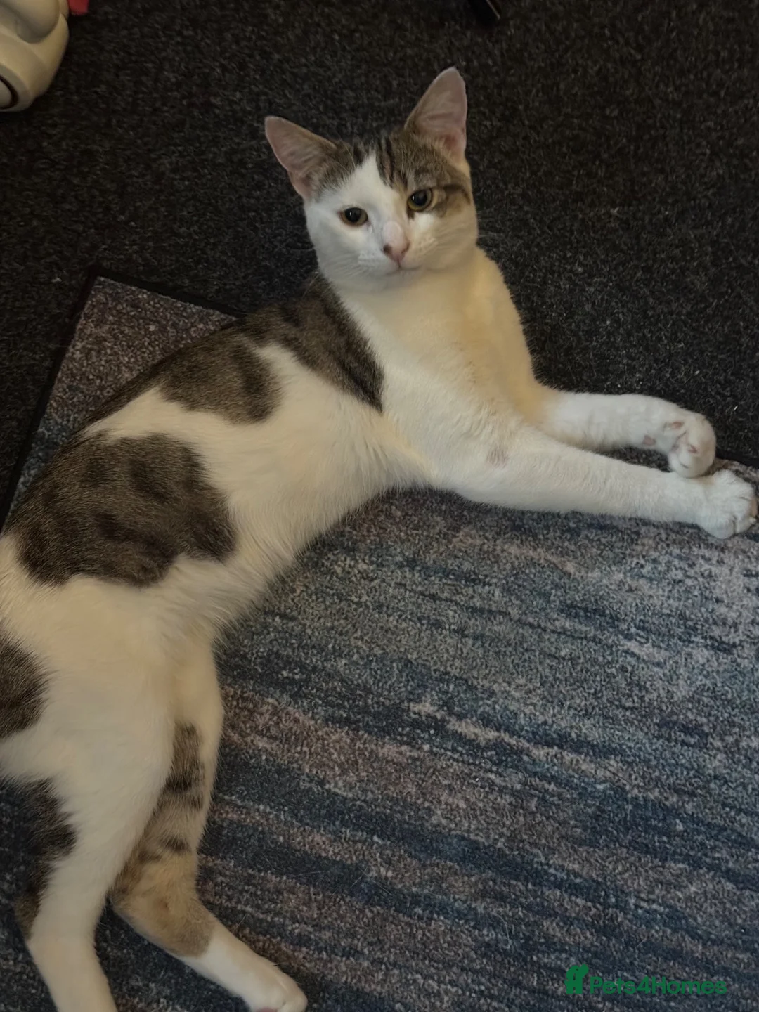 British Longhair cats for sale: Cat for sale  - Advert 1