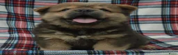 Chow Chow dogs for sale: beautiful smooth and rough coat chow babies - Advert 5