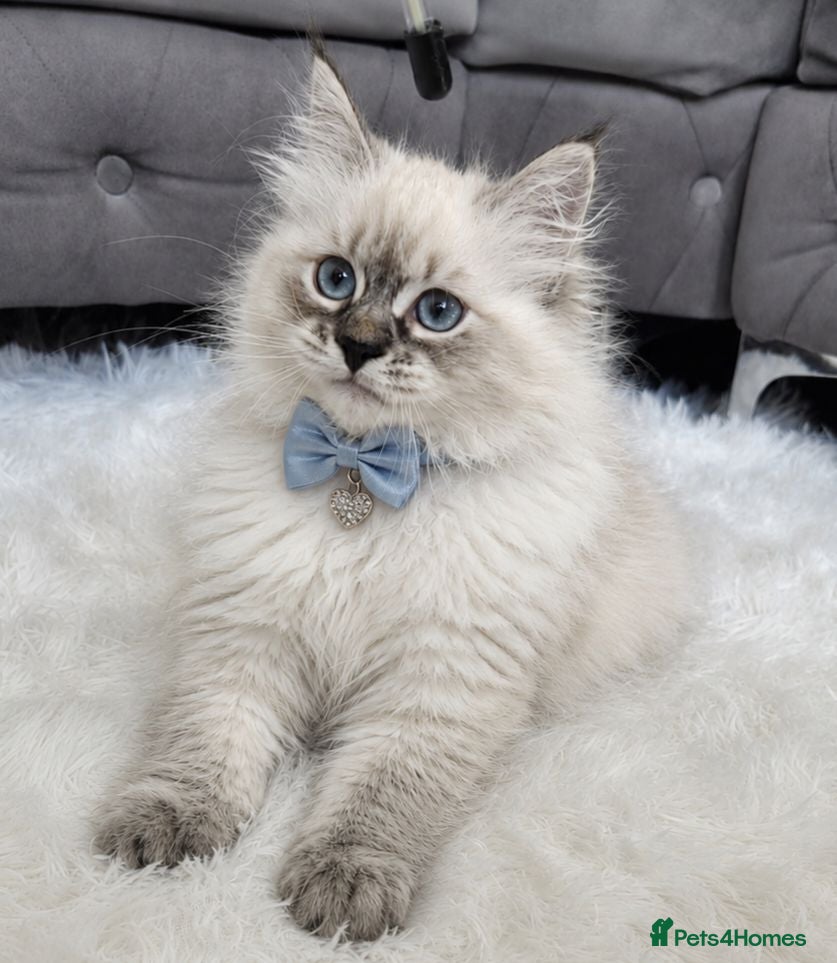 Siberian cats GCCF neva Champion bloodlines siberians - Advert 10