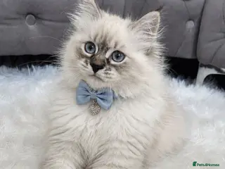 Siberian cats GCCF neva Champion bloodlines siberians - Advert 10