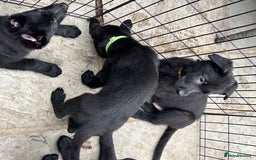 German Shepherd dogs for sale: Beautiful Black German Shepherd Puppies - Image 14