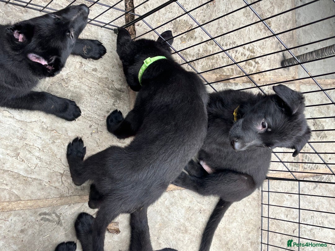 German Shepherd dogs for sale: Beautiful Black German Shepherd Puppies - Image 14