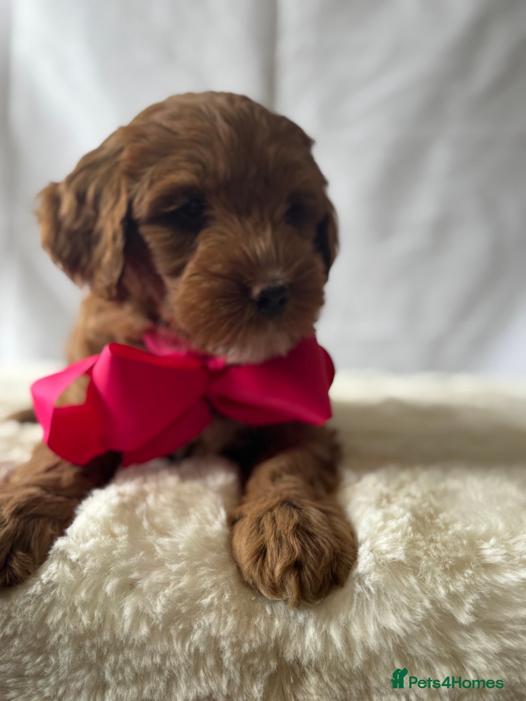 Labradoodle dogs for sale: Labradoodle  - Image 7