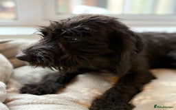 Mixed Breed dogs for sale: Cocker x bedlington puppy’s  - Image 6