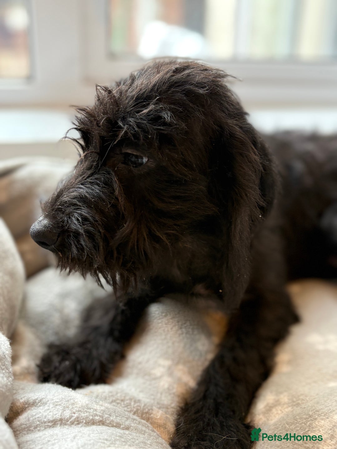 Mixed Breed dogs for sale: Cocker x bedlington puppy’s  - Image 6