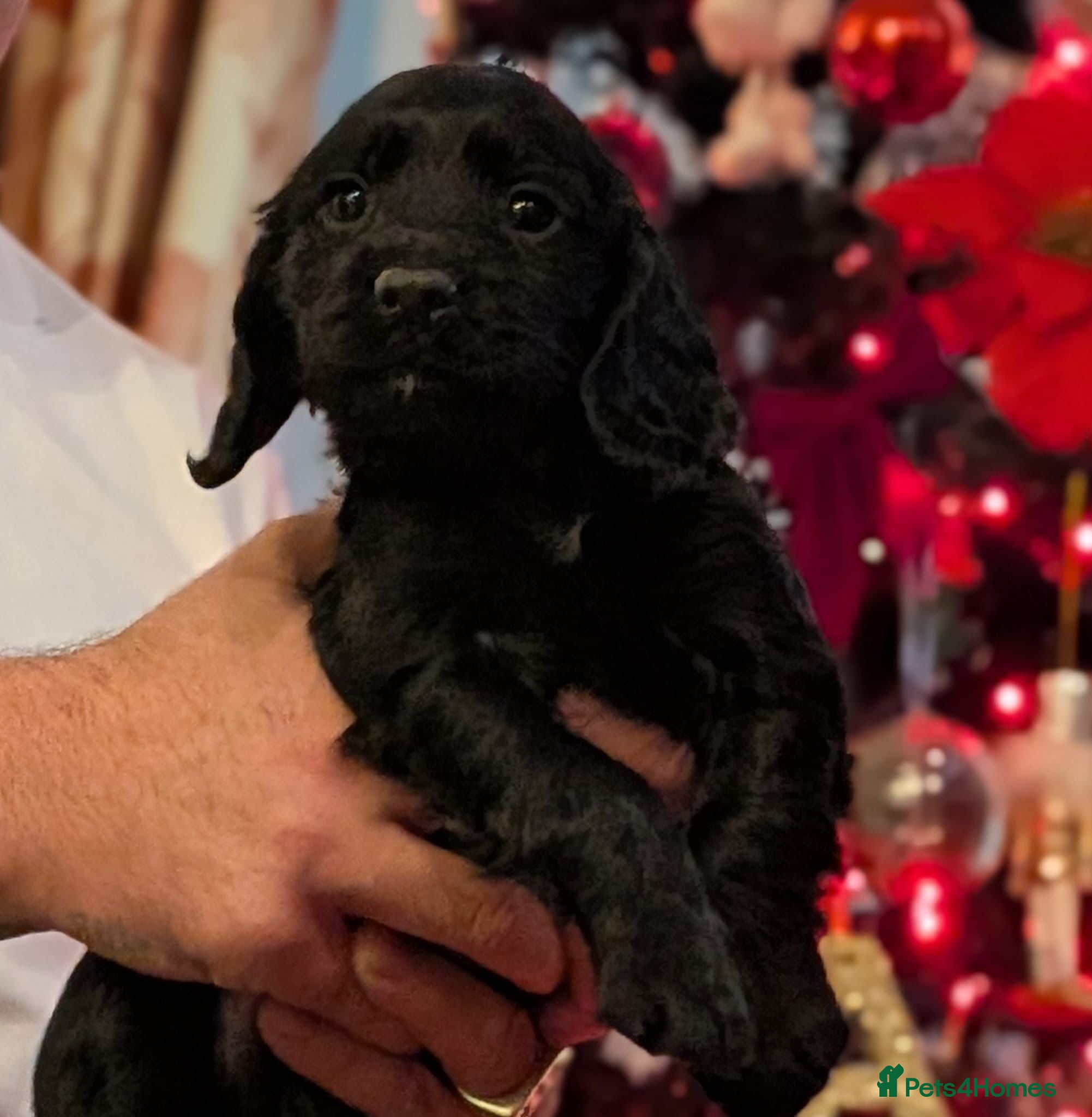 Cocker Spaniel dogs LAST BOY (BLACK BOY) Working cocker spaniels  - Advert 3