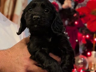 Cocker Spaniel dogs LAST BOY (BLACK BOY) Working cocker spaniels - Advert 3