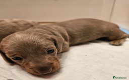 Dachshund dogs for sale: Isabella Dapple Dachshund Puppies - Advert 18