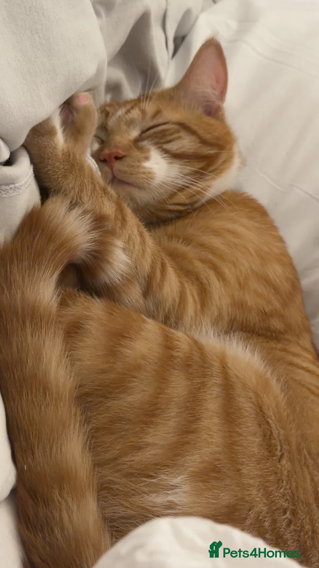 Mixed Breed cats for sale: Garfield  in Ilkeston - Advert 6