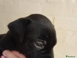 Mixed Breed dogs Labrador cross - Advert 4