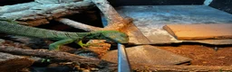 Monitor reptiles for sale: Male Green tree monitor  - Advert 3