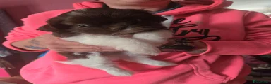 Mixed Breed 1