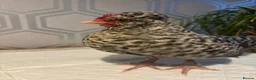Mixed Breed poultry for sale: Polish x. Perkin batman x2  - Advert 2