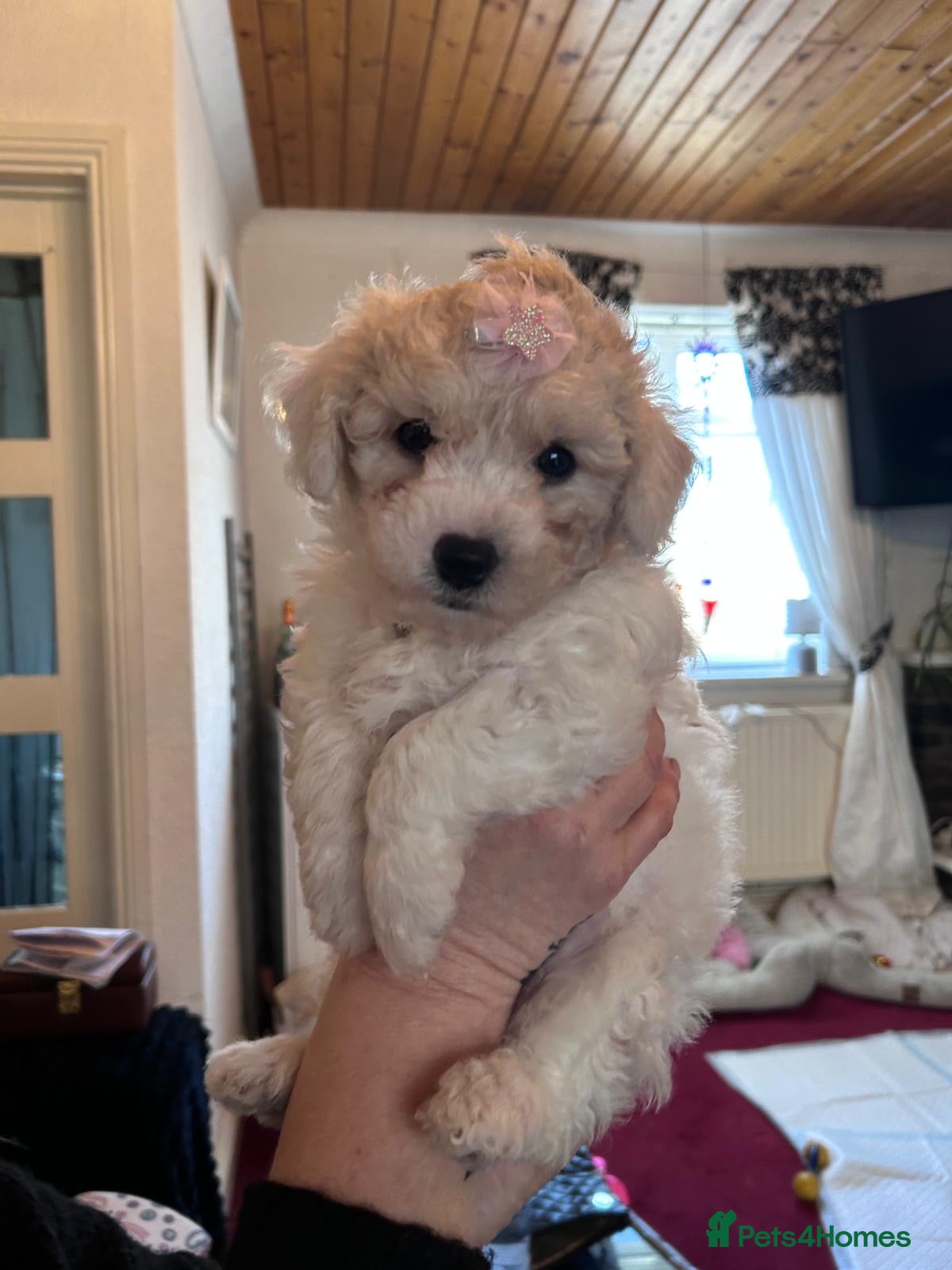 Mixed Breed dogs  Cavapoochon   - Advert 1