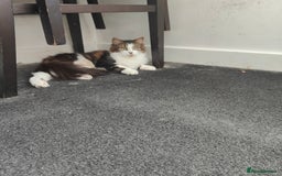 Maine Coon cats for sale: Norwegian Forest Cat - Image 3