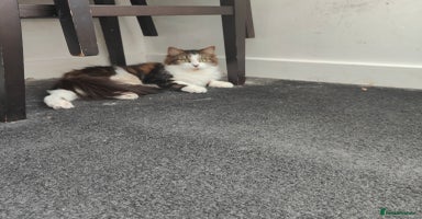 Maine Coon cats - Advert 4