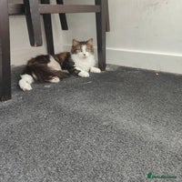 Maine Coon cats - Advert 6