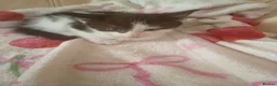Mixed Breed cats for sale: Kittens  in Swansea - Advert 3