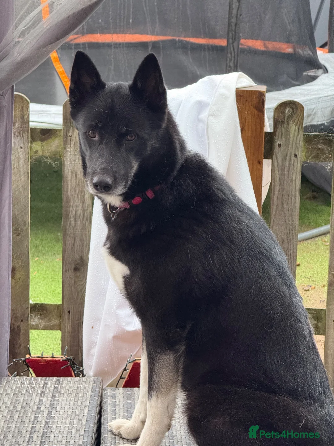 Huskita dogs for sale: 6 year old Huskita needing rehoming - Advert 6