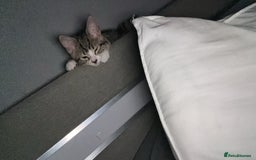 Domestic Shorthair cats for sale: Her name biscuit  - Image 6