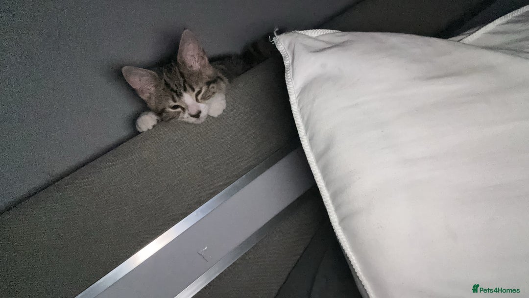 Domestic Shorthair cats for sale: Her name biscuit  - Image 6