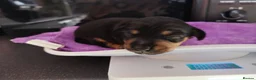 Jackshund dogs for sale: Jackhounds - Advert 19