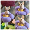 Sphynx Kitten 7 Pale pink female cream tortie/blue eyes