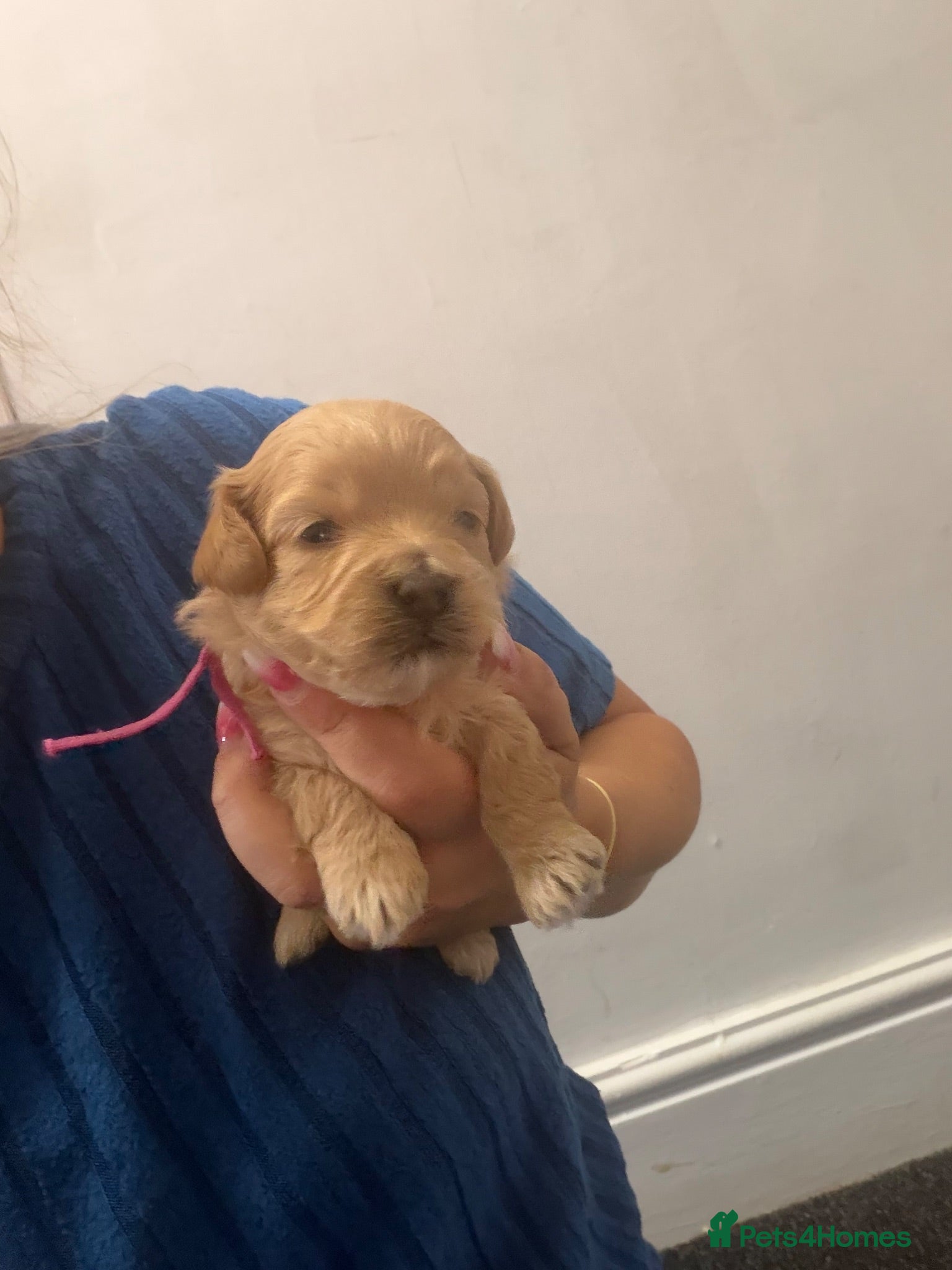 Maltipoo dogs 🩷💙Tiny Maltipoos,KC dna health clear parents 🥰 - Advert 1