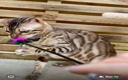 Bengal cats for sale: Active TICA Reg. Bengal Queen Sepia & Blue Carrier - Image 4