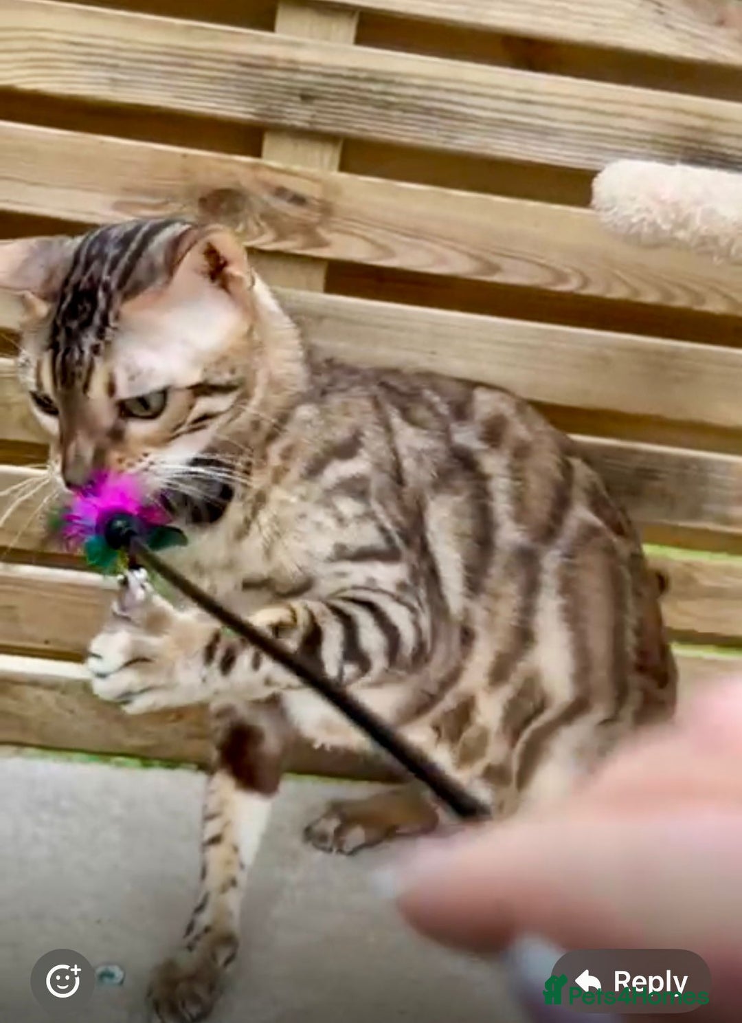 Bengal cats for sale: Active TICA Reg. Bengal Queen Sepia & Blue Carrier - Image 4