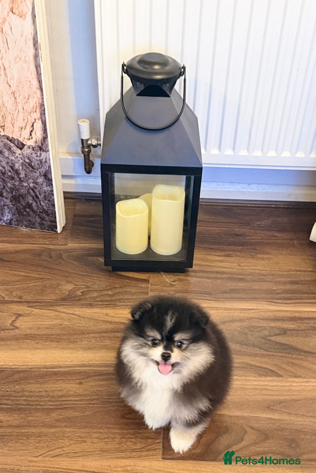 Pomeranian dogs for sale: Pomeranian puppy for sale - Advert 5