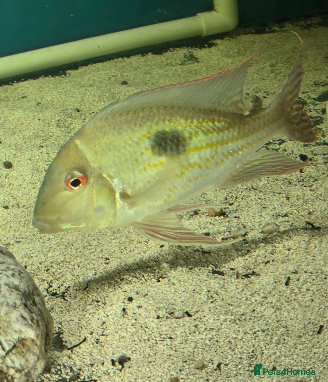 Other/Mixed Breed fish for sale: Geophagus fish - Advert 9