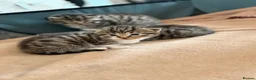 Mixed Breed cats for sale: 4 Beautiful kittens very fluffy 🔥 - Advert 9