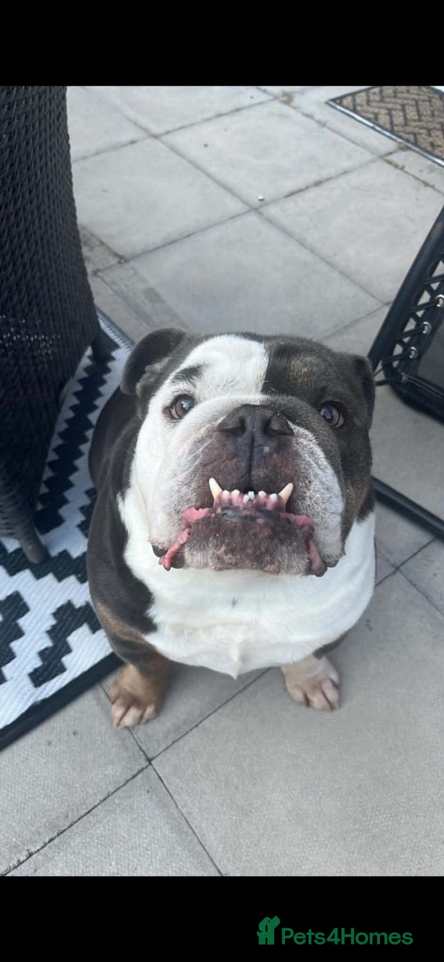 English Bulldog dogs Ralphy  - Advert 1