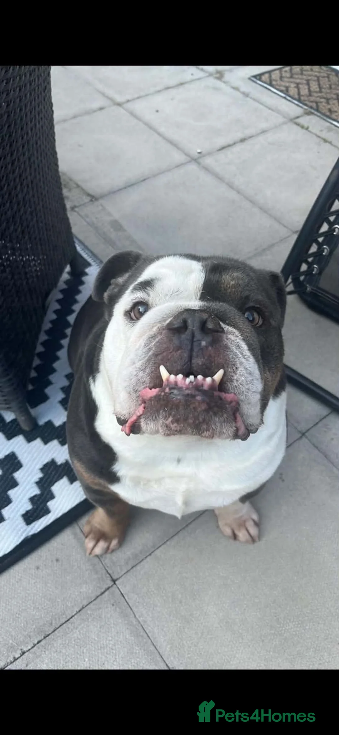 English Bulldog dogs for sale: Ralphy  in Pontypool - Advert 1